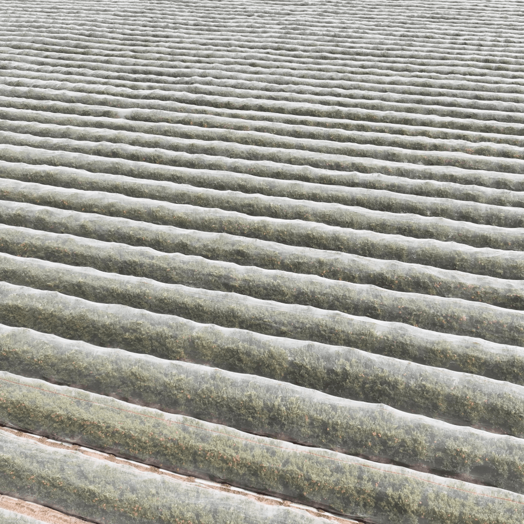 AgraHek Agricultural Anti Insect Netting Product application scenarios Large Strawberry farms Image -agrahex.com