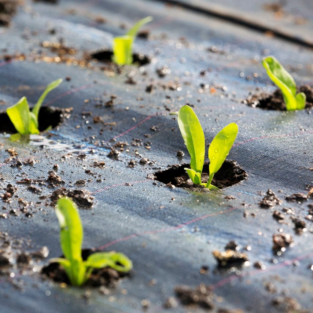 AgraHex Agriculture Woven Anti Weed Barrier Fabric Product Application Scenarios image - agrahex.com