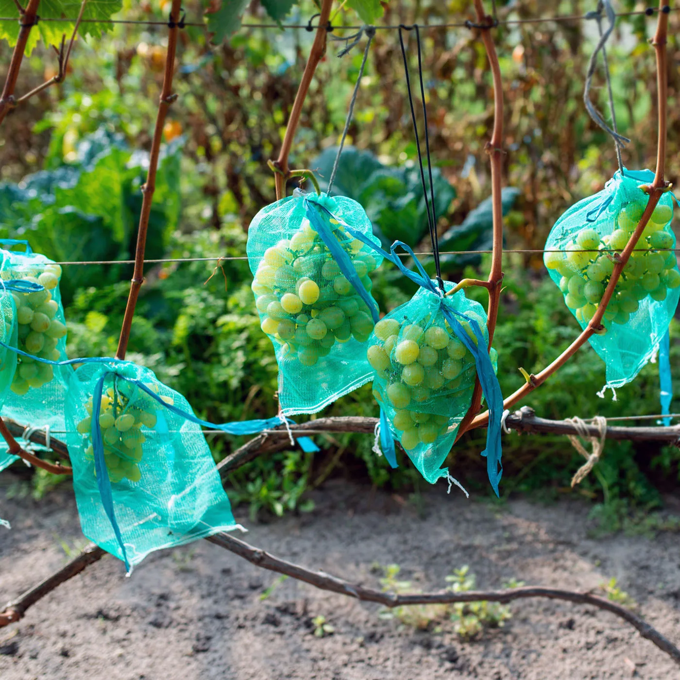 AgraHek Agricultural Anti Insect Mesh/Fruit Protection Bag Product Application Scenarios Large Grape Farms Image - agrahex.com