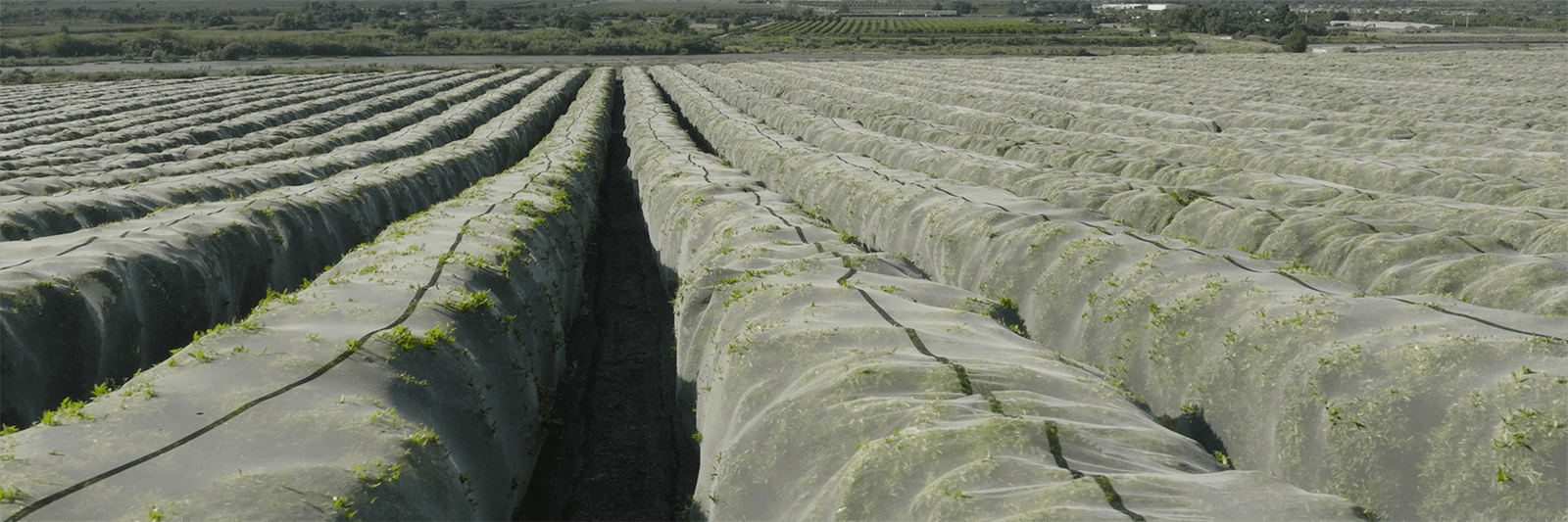Factory direct agricultural Netting Anti Insect Netting - agrahex.com