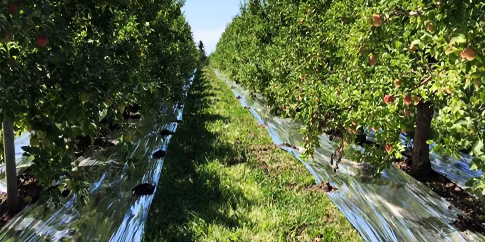 AgraHex Agricultural Reflective Mulch Film Apple orchard Product application scenarios image - agrahex.com