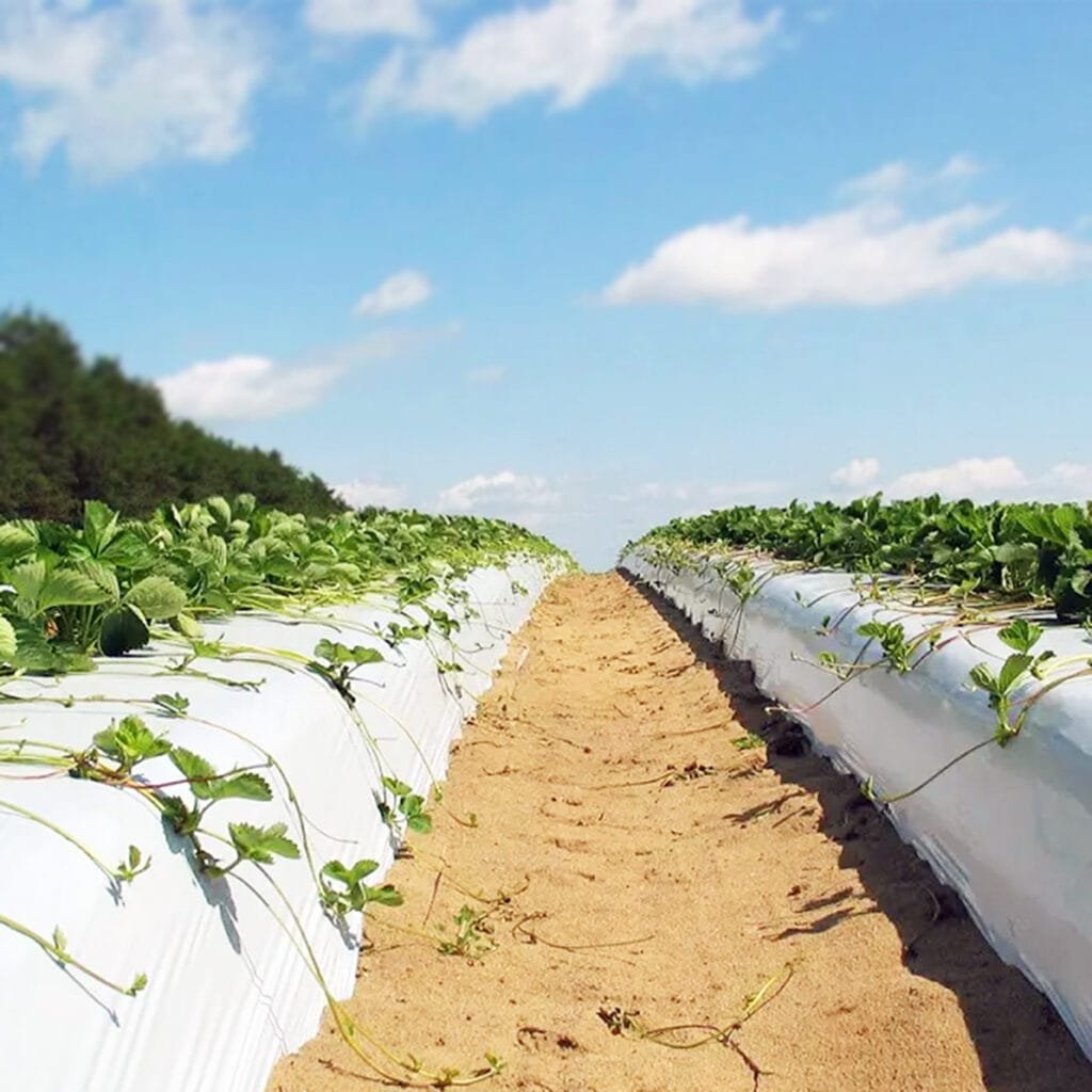 AGRAHEX® Agricultural Black/White Film Blackout Greenhouse Film Light Deprivation Greenhouse Plastic Film product Application Scenario strawberry farming mulsh film image - agrahex.com