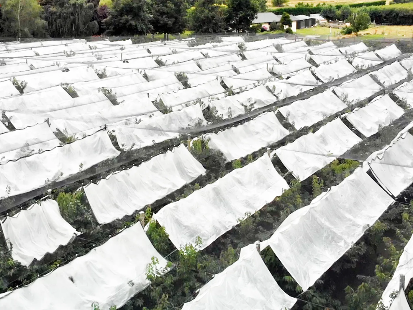 Factory Manufacturing Direct Sales Woven Greenhouse Film - agrahex.com