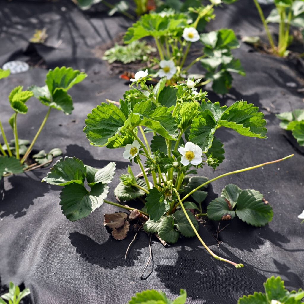 Agrahex Agricultural Non-woven Anti Weed Barrier Heavy Duty Weed Barrier Fabric Product Application Scenarios Strawberry orchards 1 - agrahex.com