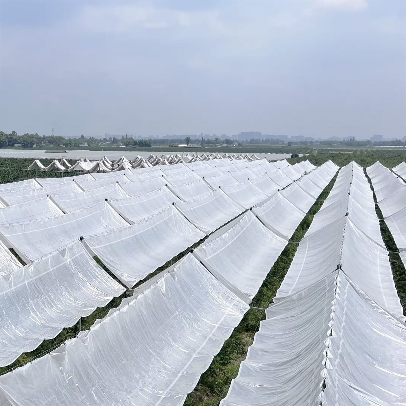 AGRAHEX Agricultural Greenhouse Woven Film Product application scenario display image 3 - agrahex.com