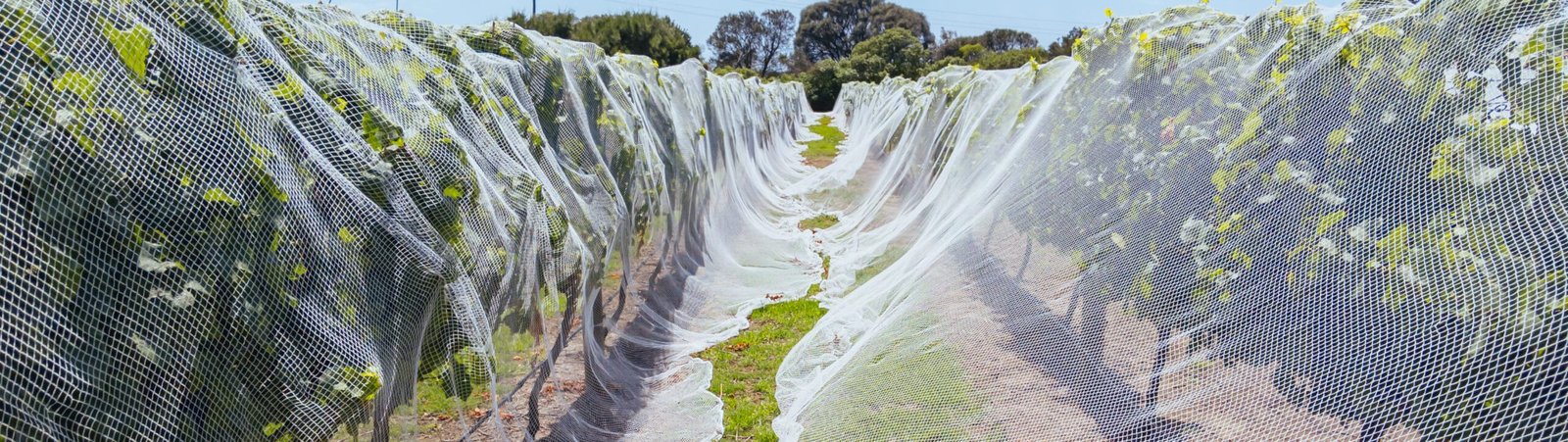 Factory Direct Agricultural Netting - Anti Bird Netting for Large agricultural Grape Planting Farms- agrahex.com
