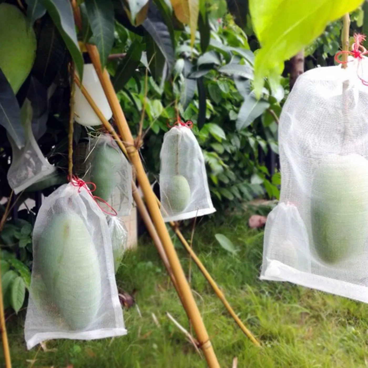 AgraHek Agricultural Anti Insect Mesh/Fruit Protection Bag Product Application Scenarios Large Mango Farms Image - agrahex.com