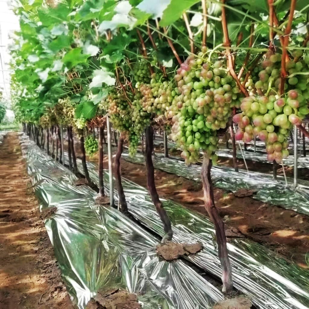 AgraHex Agricultural Reflective Mulch Film Vineyard Product application scenarios image - agrahex.com