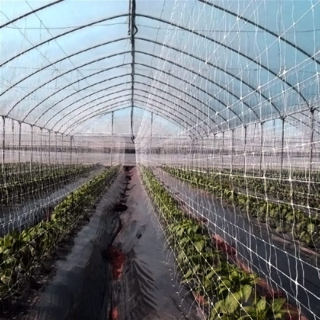 agrahex Agricultural Trellis Net Product Application Scenarios in Large agricultural pea planting farm Image - agrahex.com