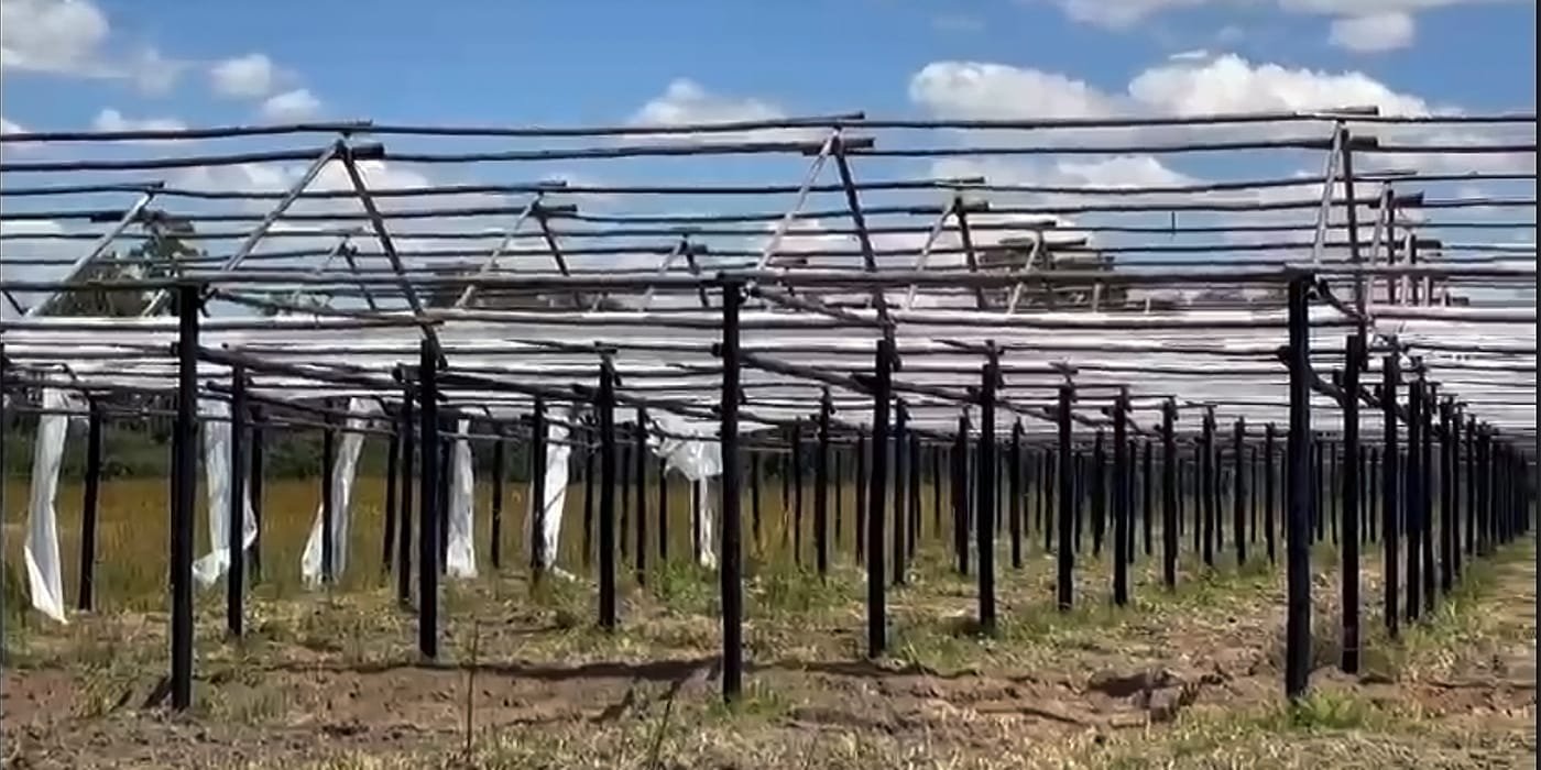 Read more about the article Nigeria 50,000㎡ Woven Greenhouse Film Project