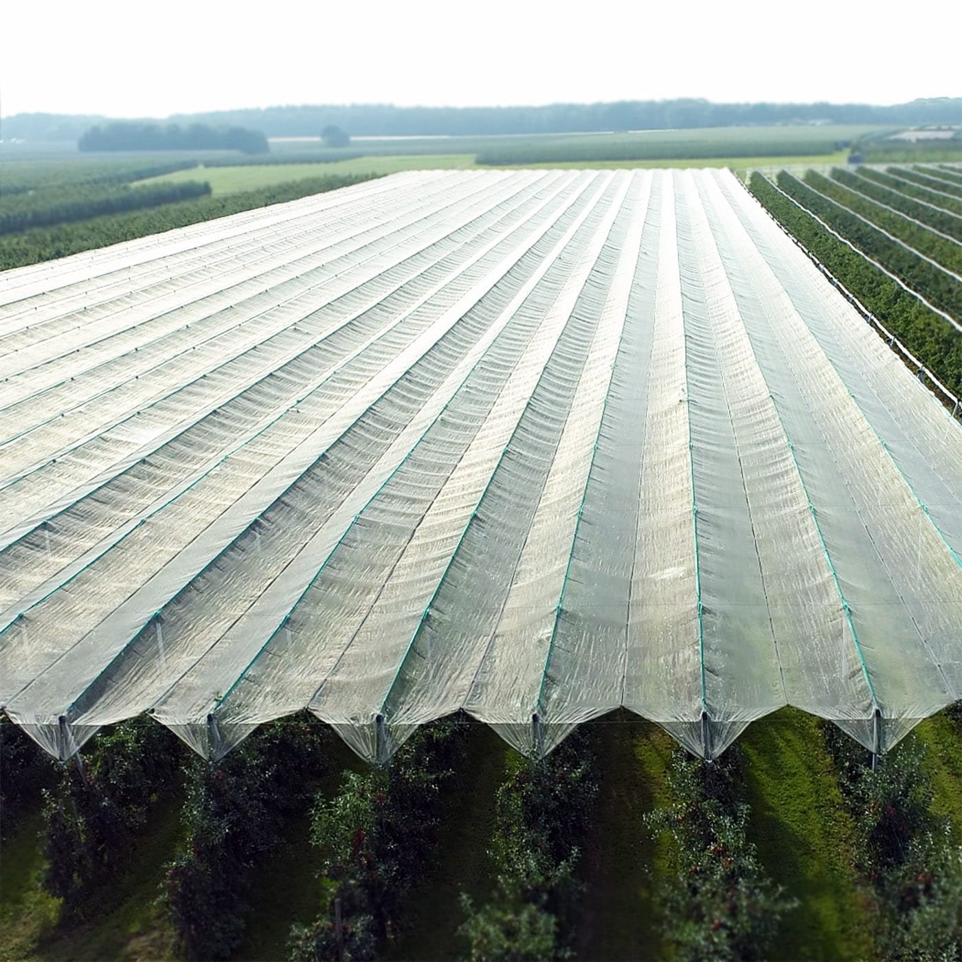 AGRAHEX Agricultural Greenhouse Woven Film Product application scenario Large fruit tree planting farm image - agrahex.com