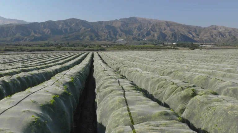 Read more about the article Comprehensive Guide to Selecting Agricultural Insect Nets: From Principles to Practical Applications