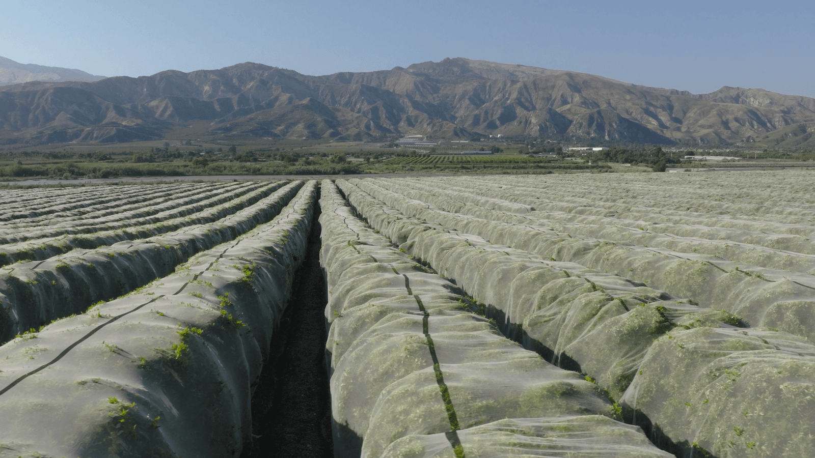 Read more about the article Comprehensive Guide to Selecting Agricultural Insect Nets: From Principles to Practical Applications