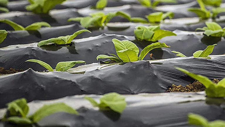 Read more about the article Agricultural degradable mulch film technology application and industrial development report