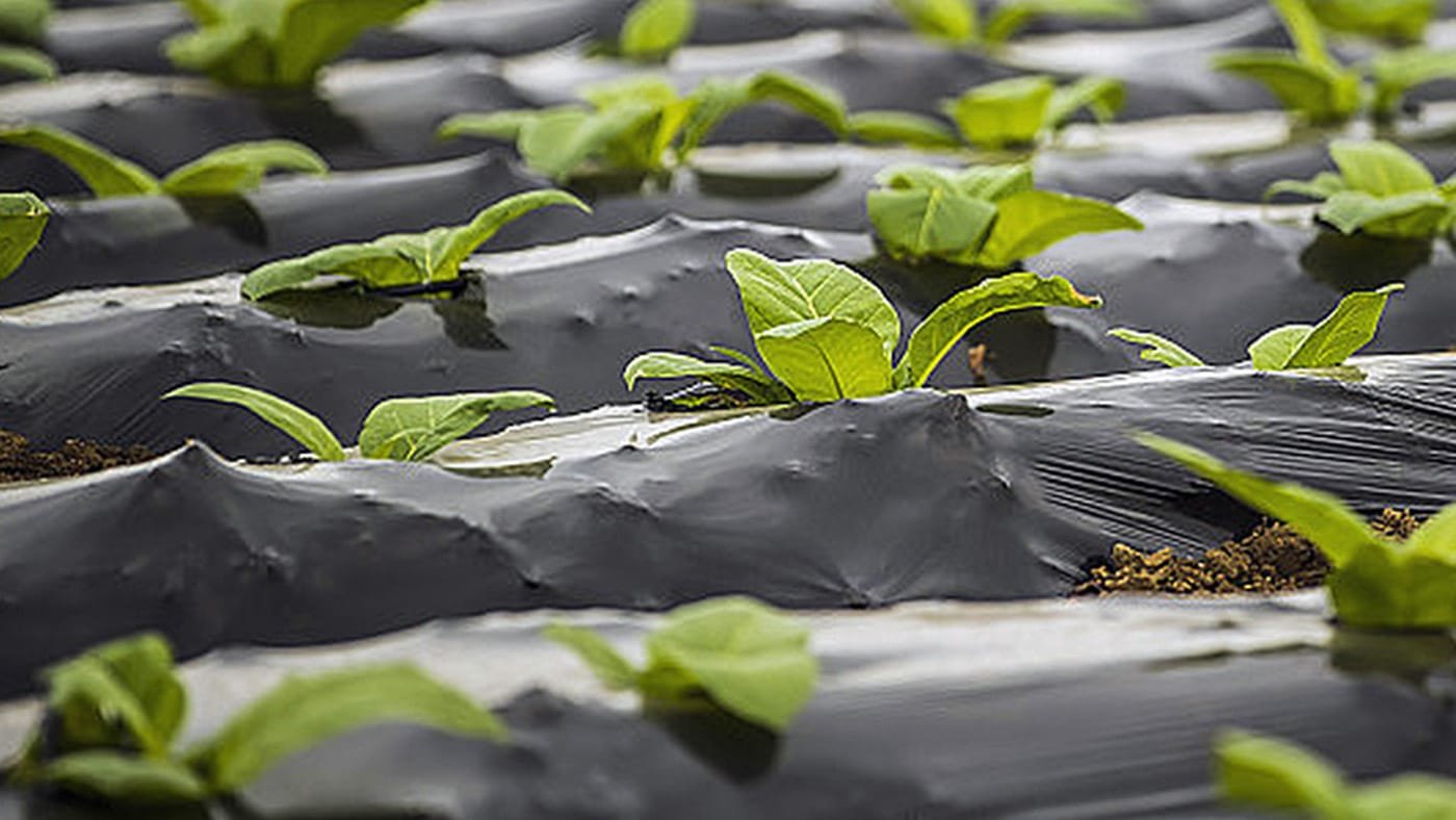 Read more about the article Agricultural degradable mulch film technology application and industrial development report