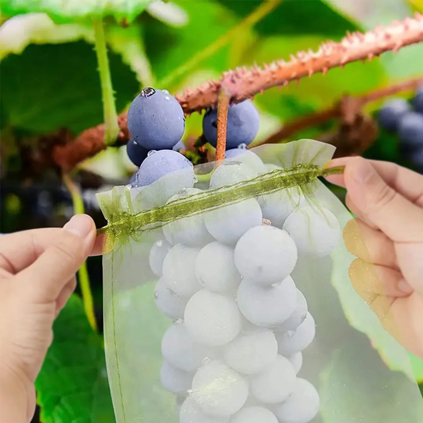 AgraHex Agricultural Anti Insect Mesh/Fruit Protection Bag Product application scenarios Grape Farms Image 2 - agrahex.com