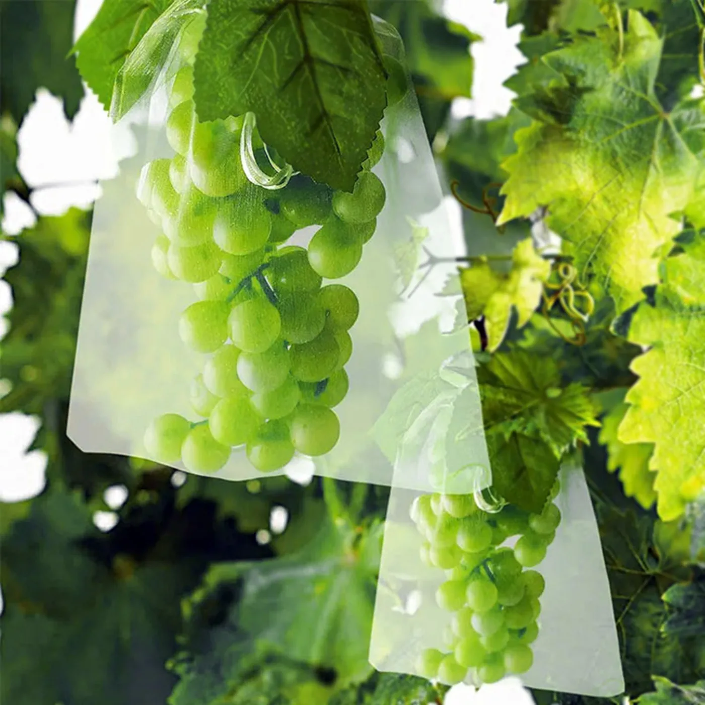 AgraHex Agricultural Anti Insect Mesh/Fruit Protection Bag Product application scenarios Grape Farms Image - agrahex.com