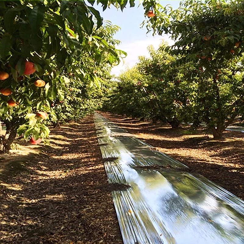 AGRAHEX® Agricultural Film Reflective Mulch Film - agrahex.com