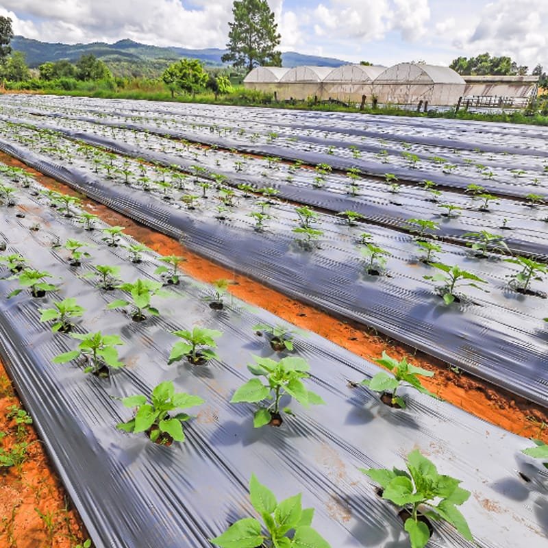 Agrahex Agricultural Mulch Film product with strawberry growing Africa farm - agrahex.com