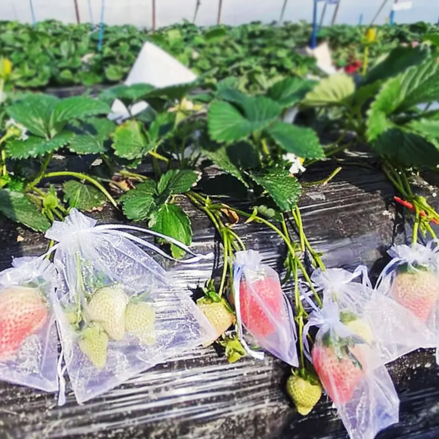 AgraHek Agricultural Anti Insect Mesh/Fruit Protection Bag Product application scenarios Strawberry farms Image - agrahex.com