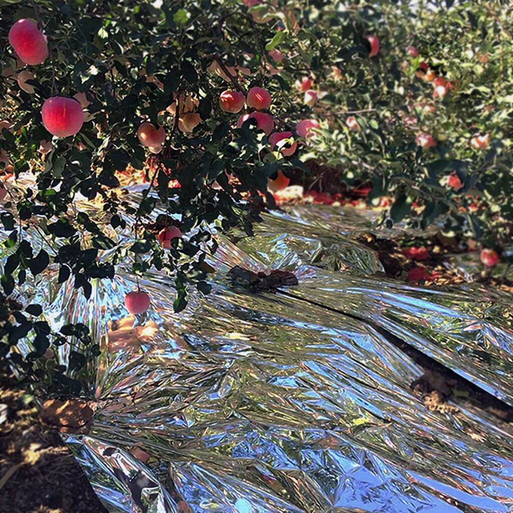 AgraHex Agricultural Reflective Mulch Film Apple orchard Product application scenarios image 2 - agrahex.com