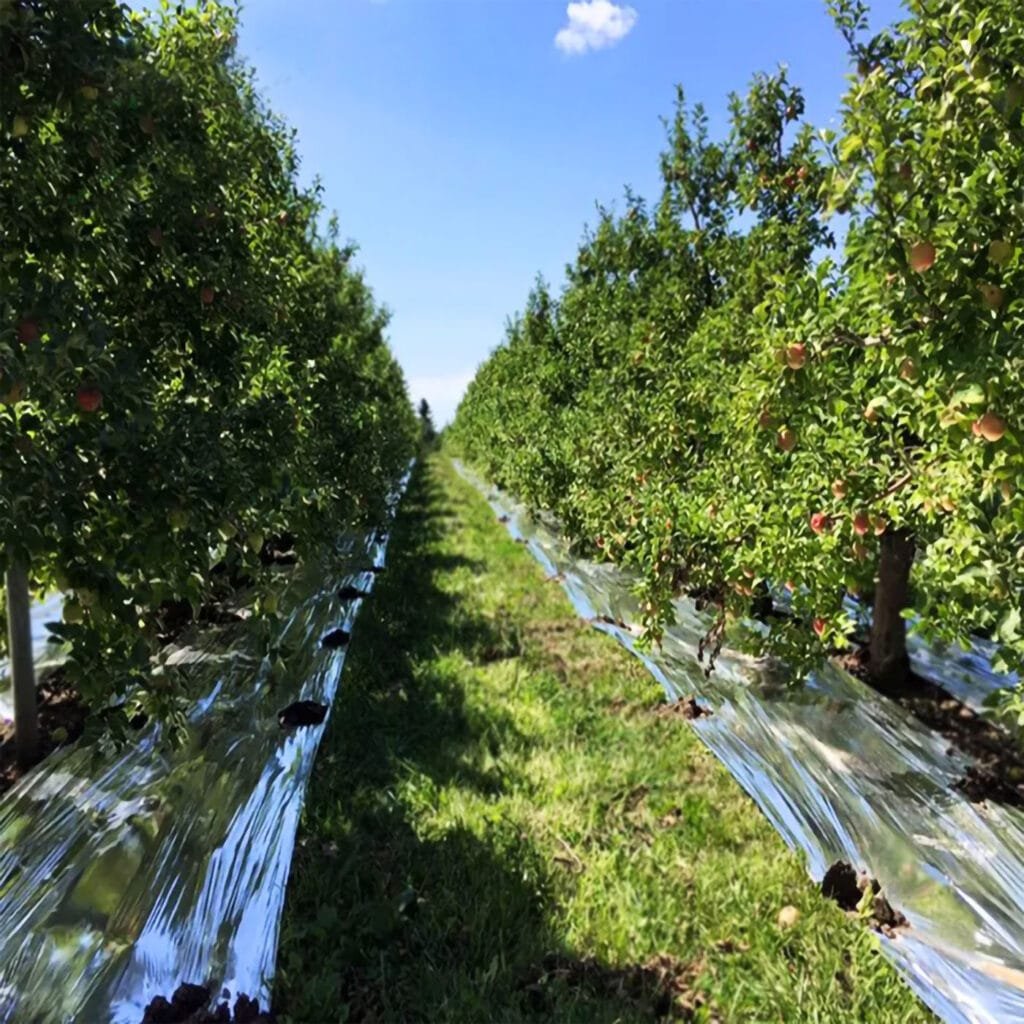 AgraHex Agricultural Reflective Mulch Film Apple orchard Product application scenarios image 3 - agrahex.com