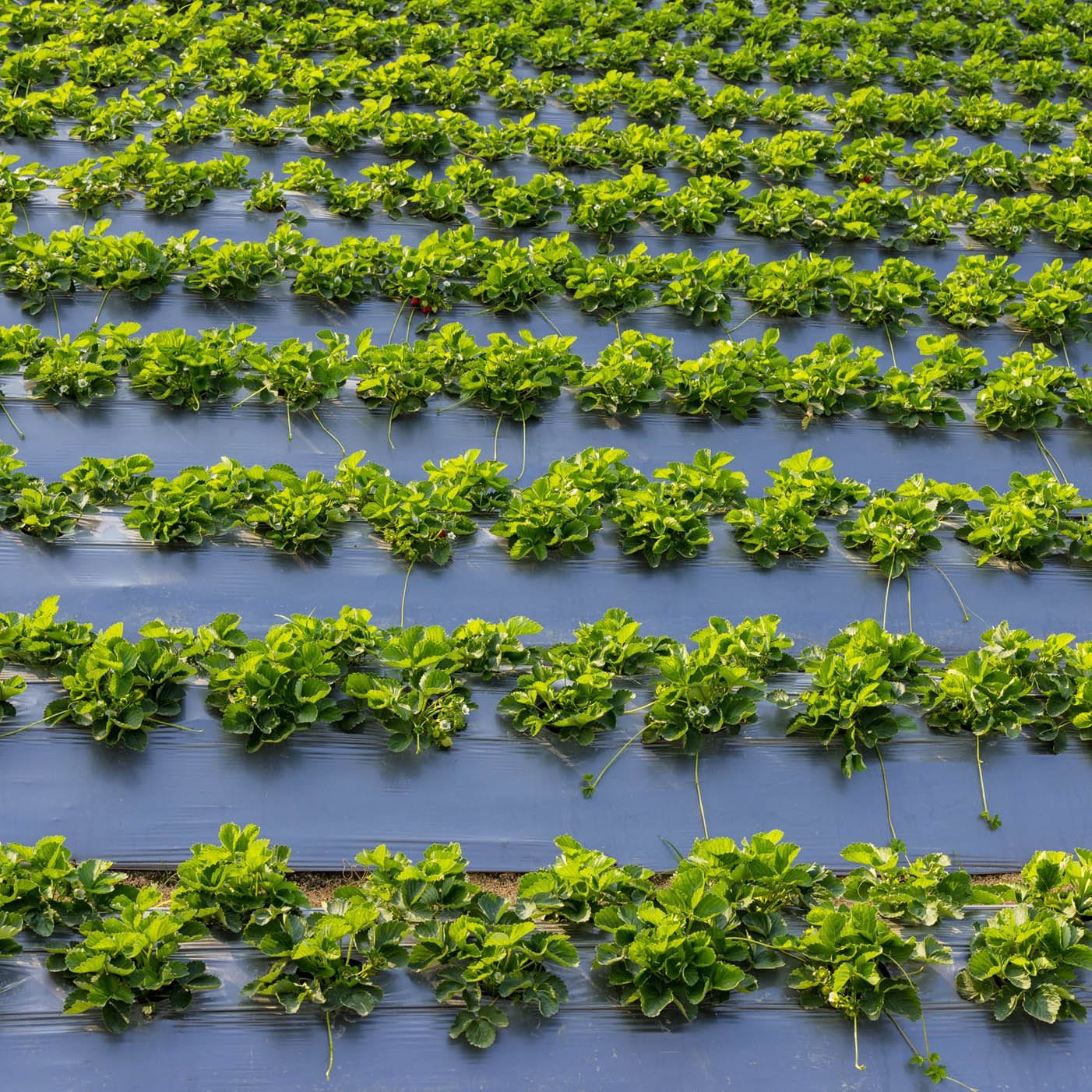 AGRAHEX® Agricultural Film Agricultural Mulch Film - agrahex.com