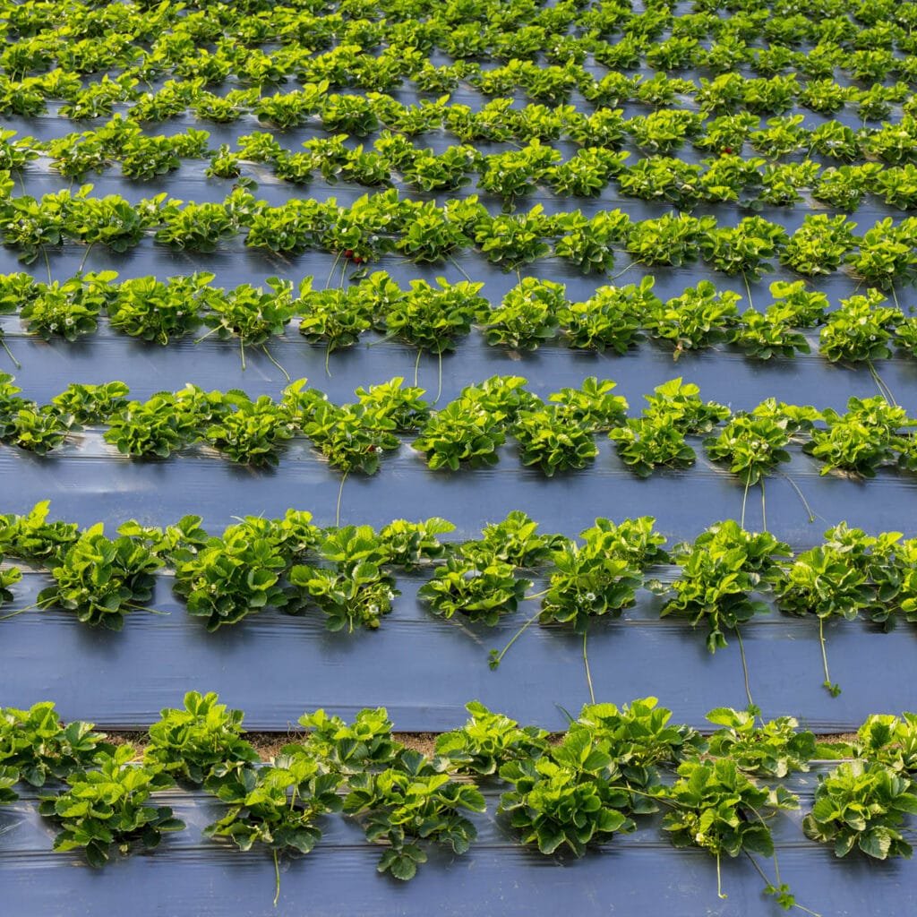 Agrahex Agricultural Mulch Film product with strawberry growing Europe farm - agrahex.com
