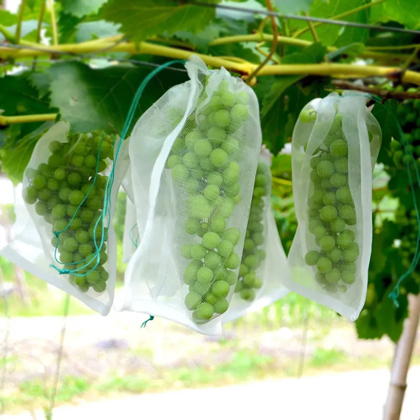 AgraHex Agricultural Anti Insect Mesh/Fruit Protection Bag Product application scenarios Grape Farms Image 3 - agrahex.com