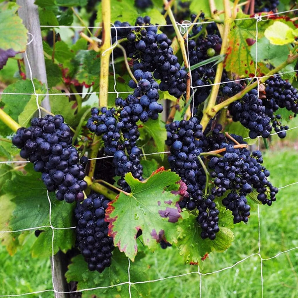 agrahex Agricultural Trellis Net Product Application Scenarios in Large agricultural grape planting farms Image - agrahex.com