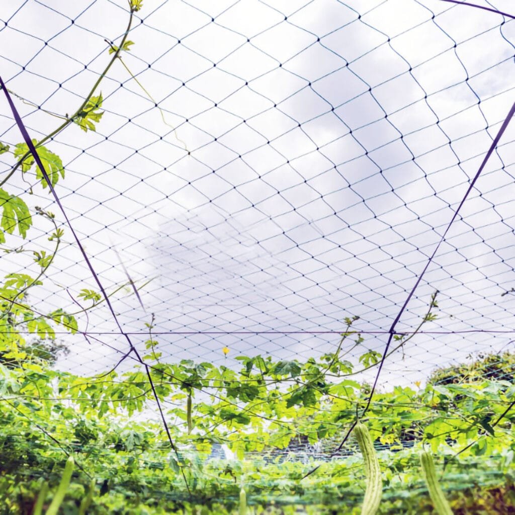 agrahex Agricultural Trellis Net Product Application Scenarios in Large agricultural bitter melon planting farms Image - agrahex.com