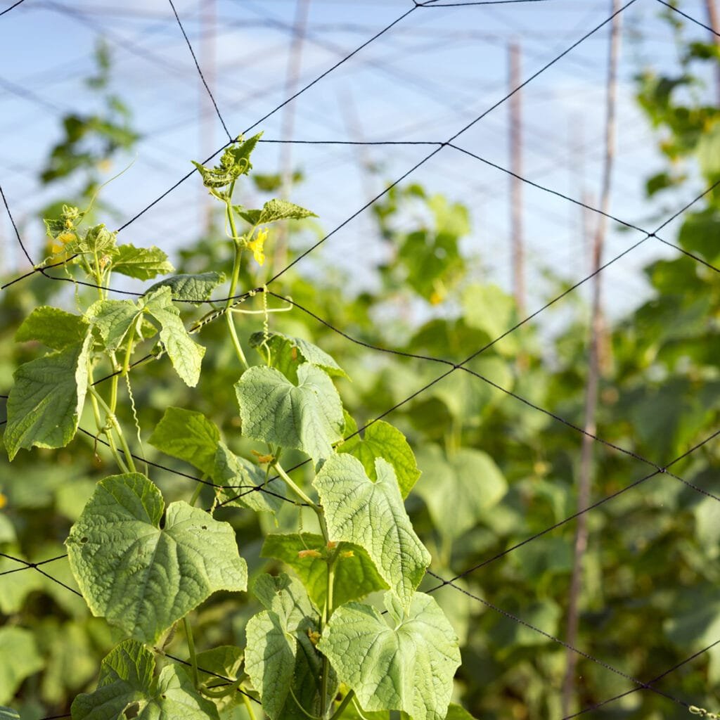 Factory Direct Agricultural Netting - Trellis Net - agrahex.com