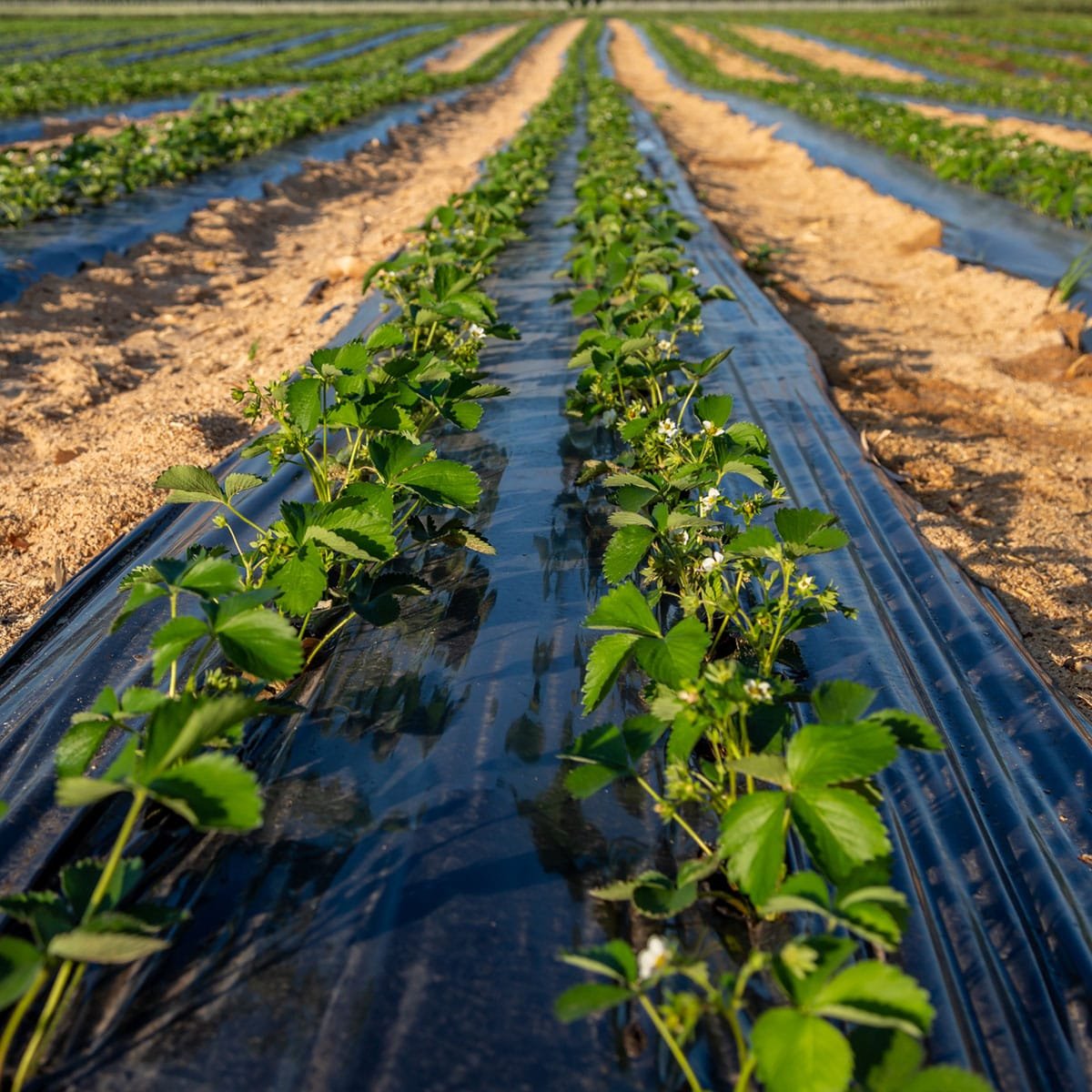 Agrahex Agricultural Mulch Film product with strawberry growing farm 2 - agrahex.com