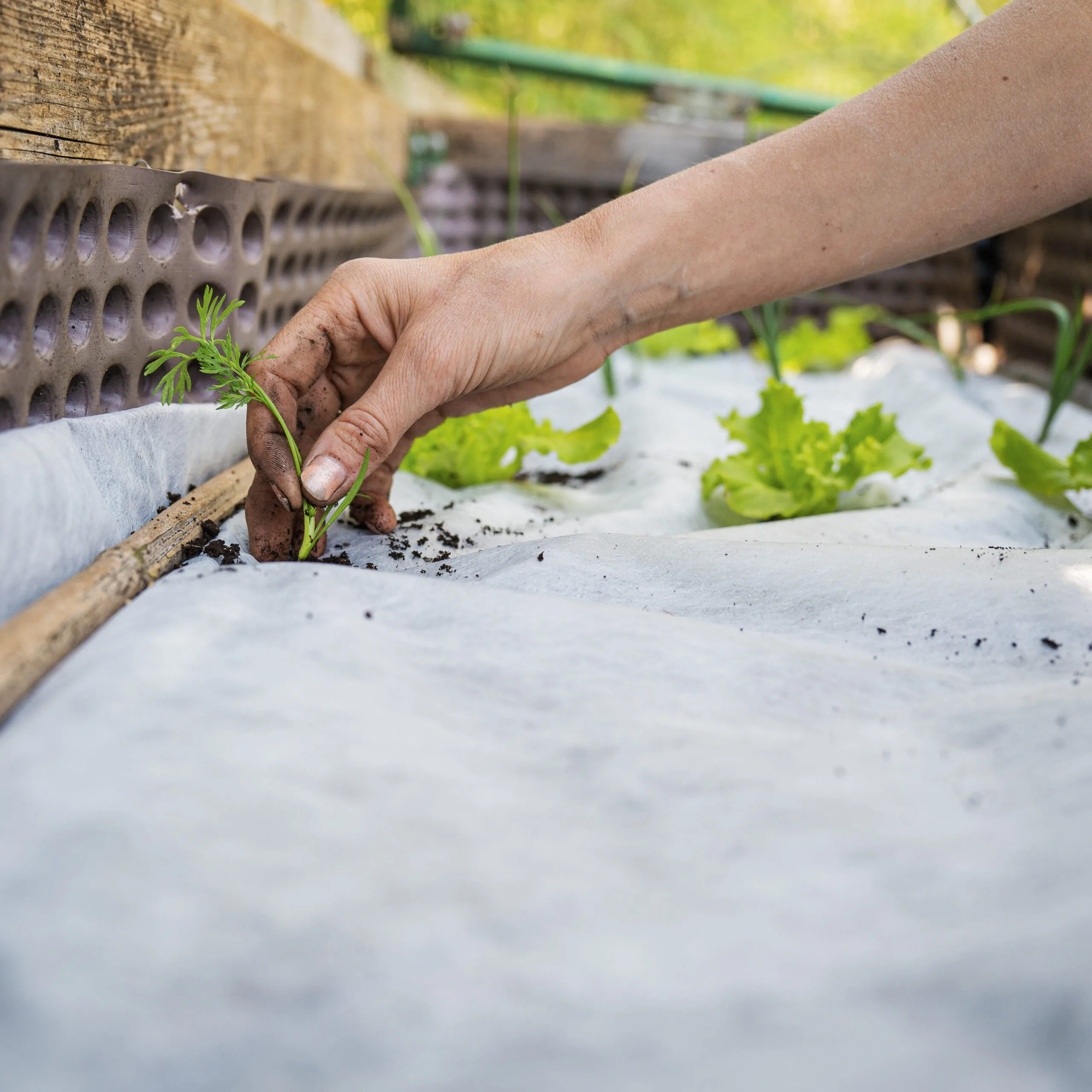 AgraHex Non-woven Row Cover Product Application Scenarios Farms Greenhouse planting farms Image - agrahex.com