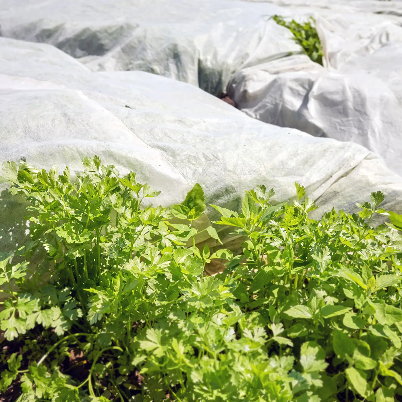 AgraHex Agricultural Non-woven Row Cover Product Application Scenarios Image - agrahex.com