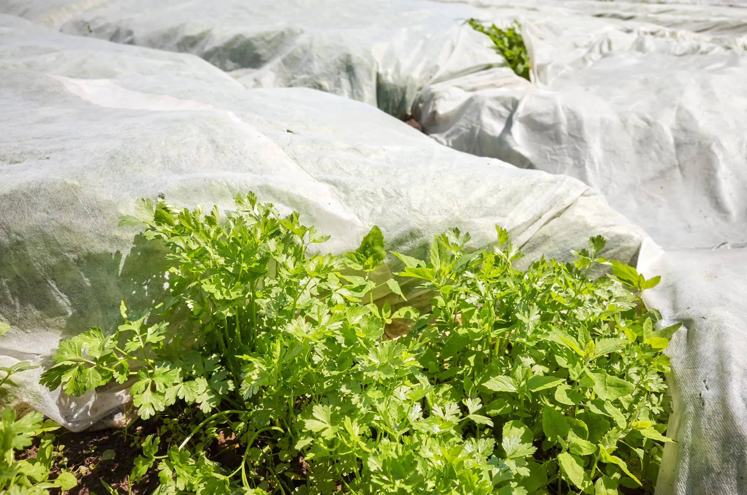AgraHex Agricultural Non-woven Row Cover Vegetable Greenhouse Planting Farm Image - agrahex.com