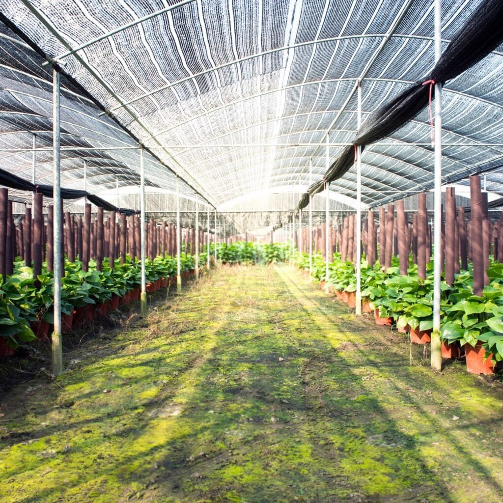 AgraHek Mono Type Shade Net Product application scenarios Image - agrahex.com