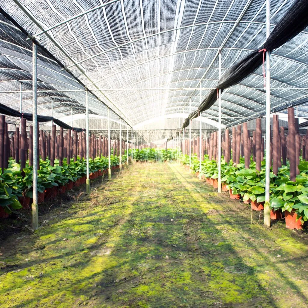 AgraHek Mono Type Shade Net Product application scenarios Image - agrahex.com