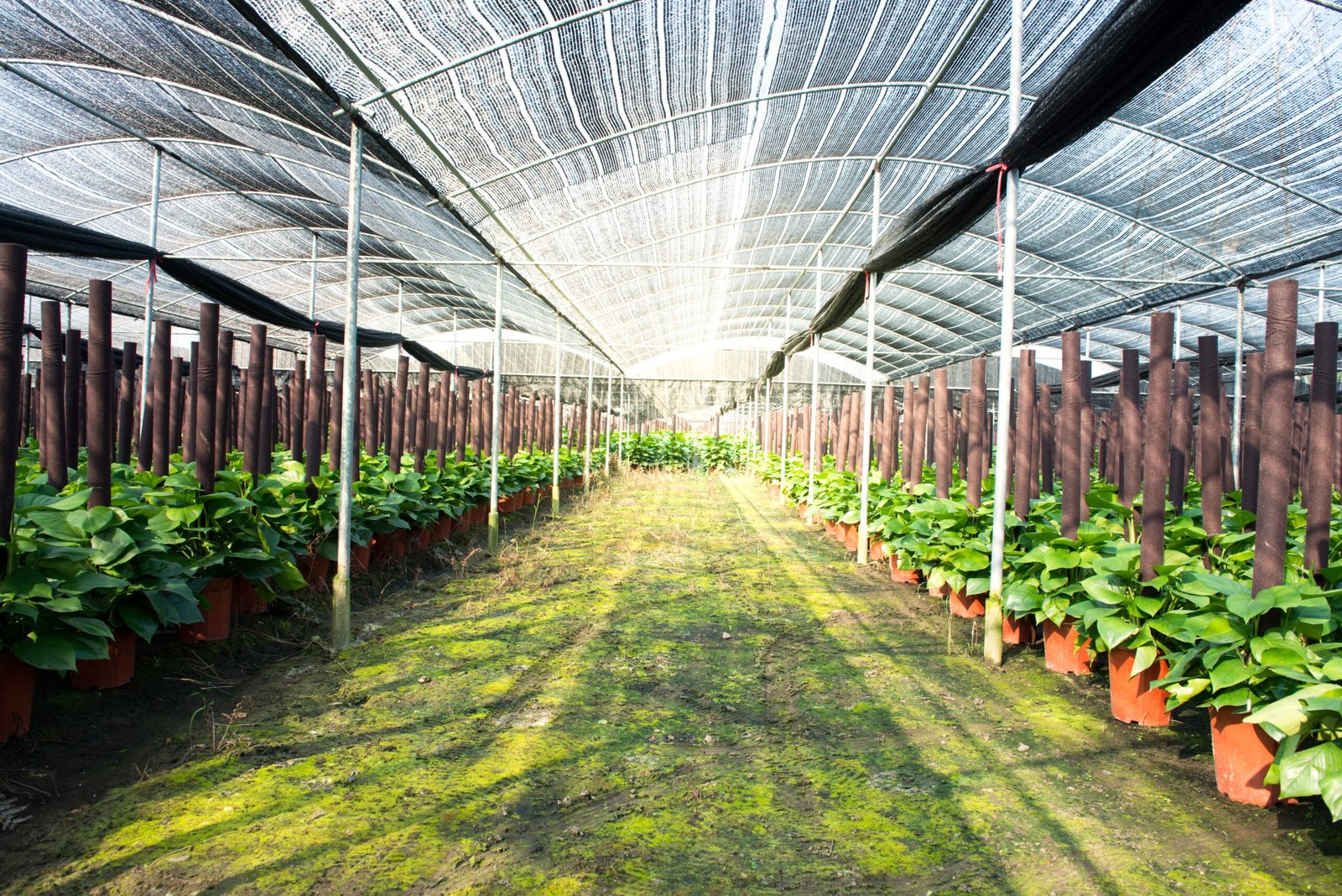 Read more about the article Choosing the Right Shade Cloth: Tape Knit, Mono Knit, and Woven Options