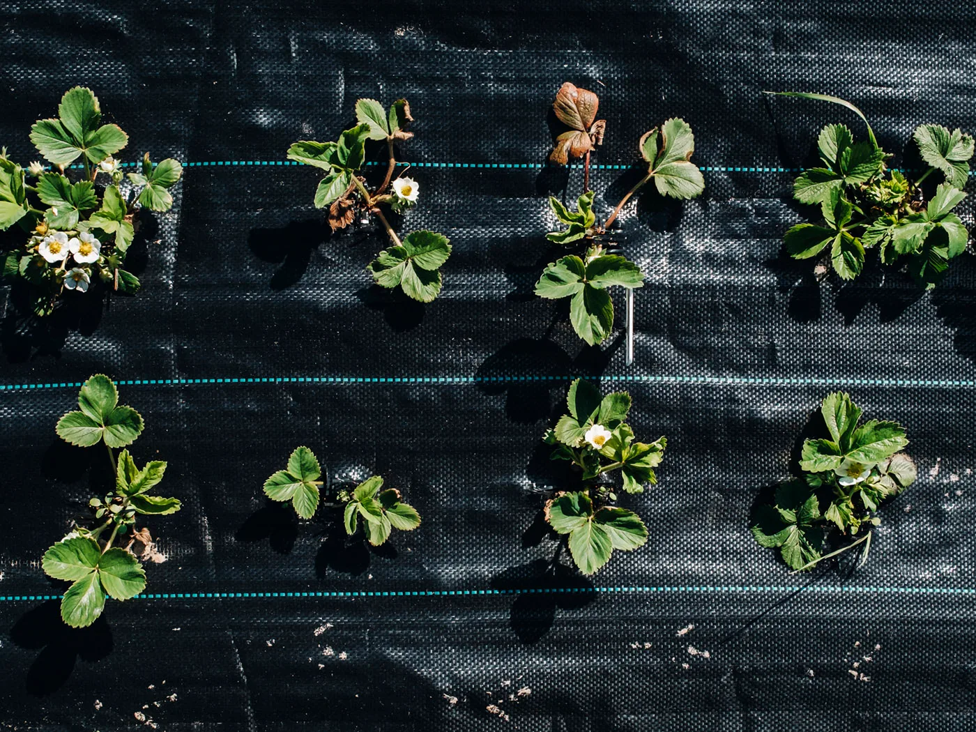 Factory Manufacturing Direct Sales Agricultural Woven Anti Weed Barrier - agrahex.com