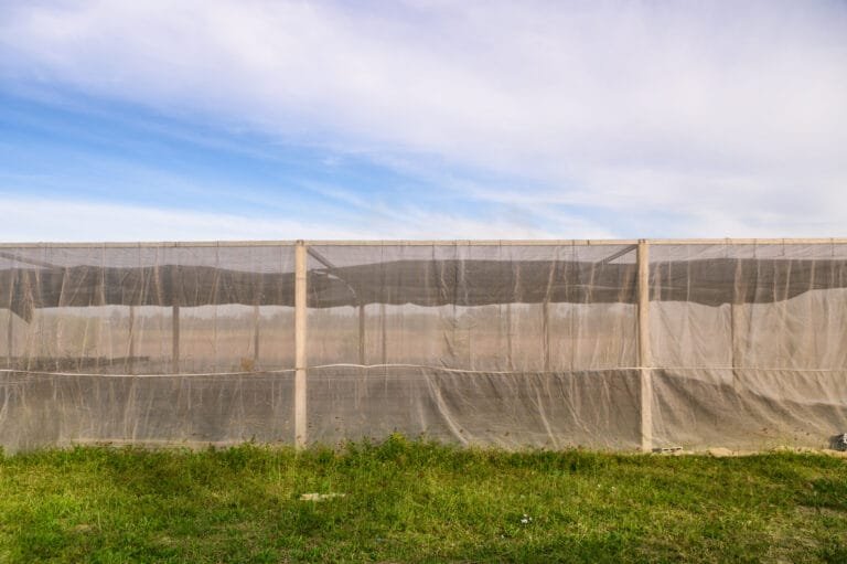 Read more about the article How does the insect-proof net prevent and control pests and diseases?