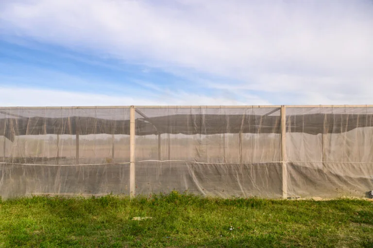Read more about the article How does the insect-proof net prevent and control pests and diseases?