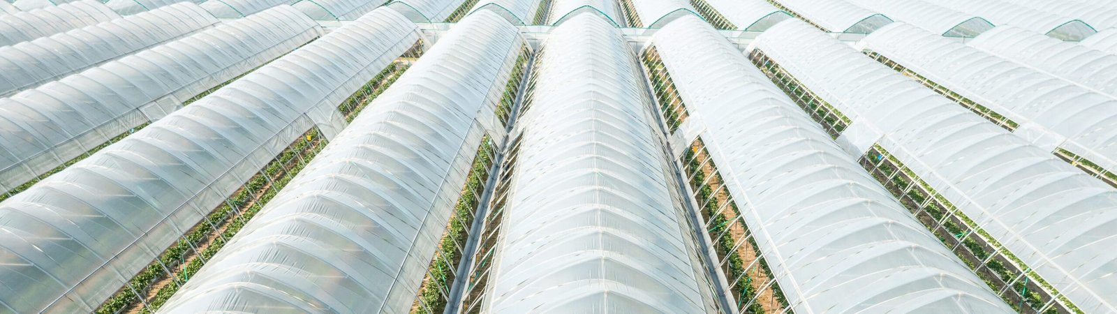 Large Fruit and Vegetable Greenhouse Farms Agricultural Greenhouse Film image - agrahex.com