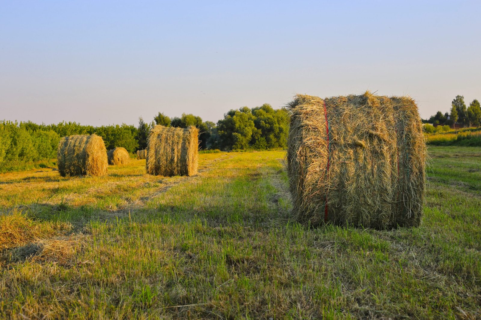 AgraHex Agricultural Hay Net Wrap Product Application Scenarios Large Livestock Breeding Farms Image - agrahex.com