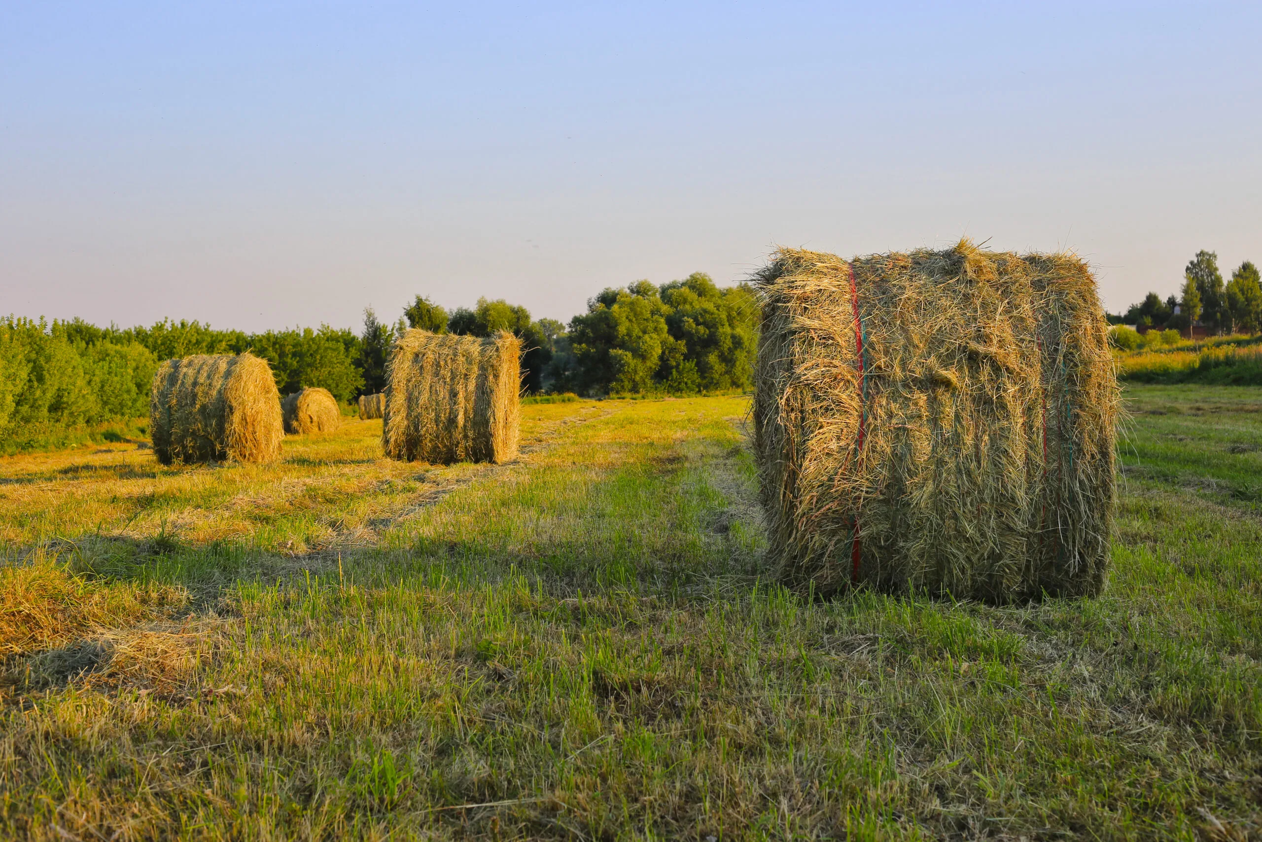 AgraHex Agricultural Hay Net Wrap Product Application Scenarios Large Livestock Breeding Farms Image - agrahex.com