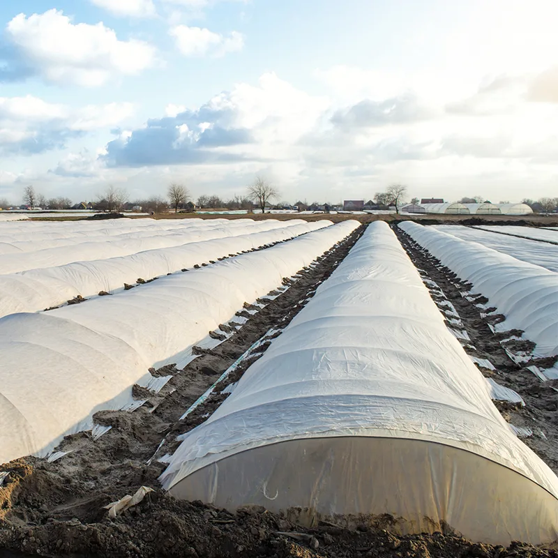 AgraHex Non-woven Row Cover Product Application ScenariosLarge fruit and vegetable greenhouse farms Image - agrahex.com