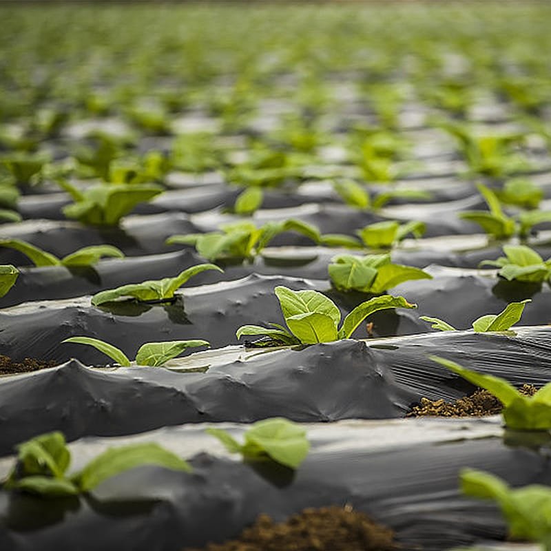 AGRAHEX® Agricultural Film Biodegradable Mulch Film - agrahex.com