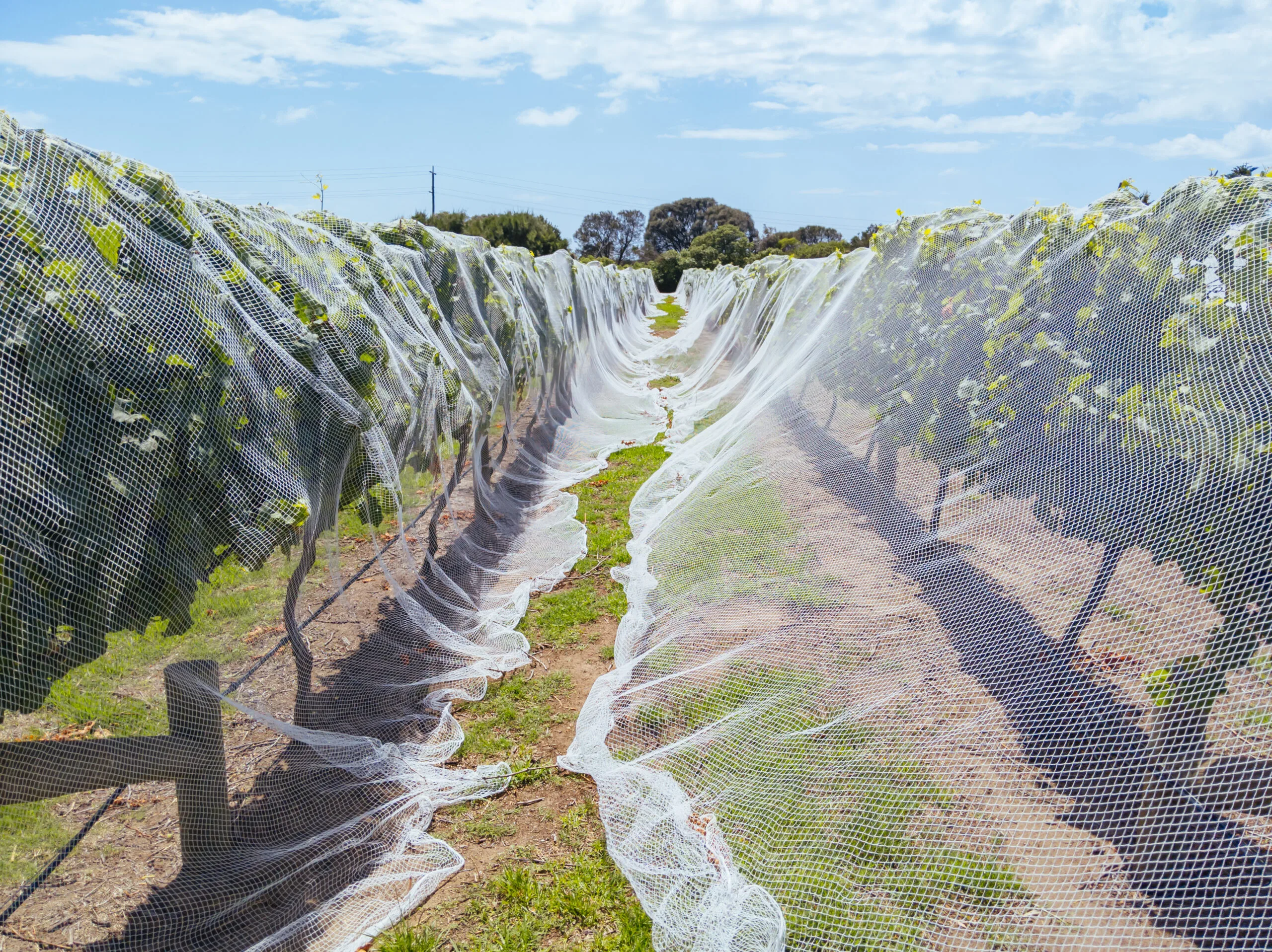 Factory Manufacturing Direct Sales Agricultural Netting - agrahex.com