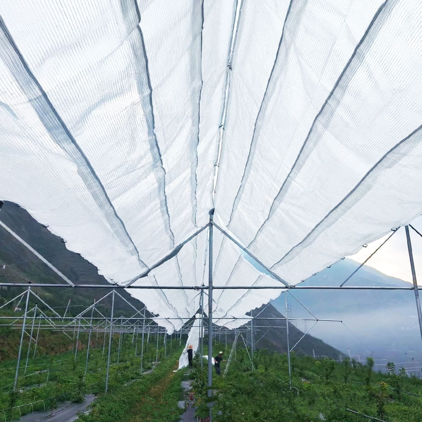 AGRAHEX Agricultural Greenhouse Woven Film Product application scenario Apple planting farm image 3 - agrahex.com