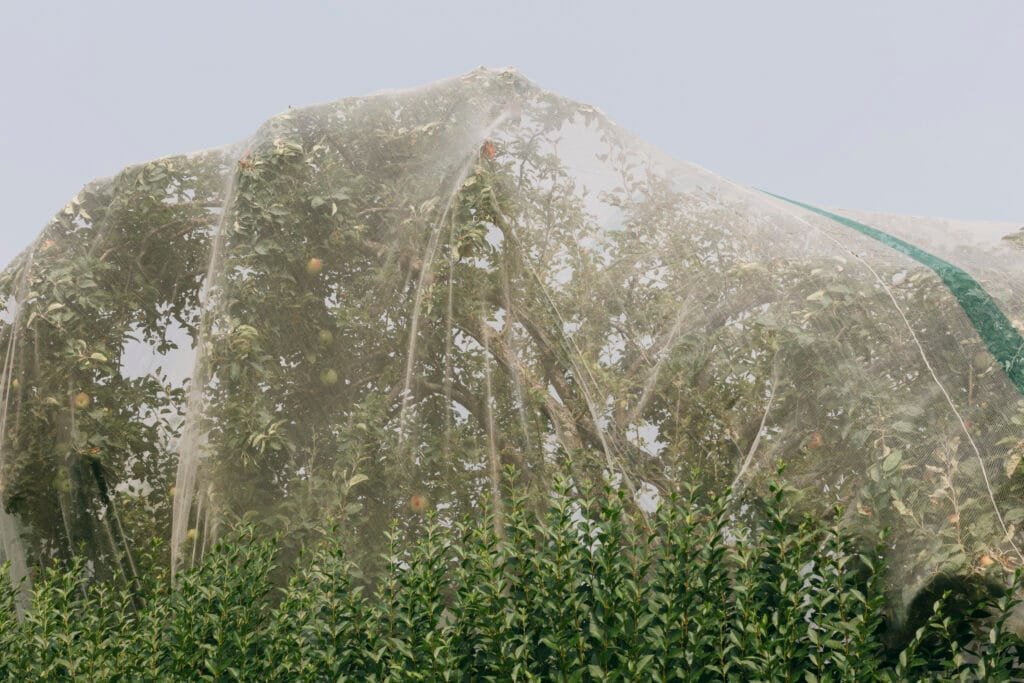 AgraHek Agricultural Anti Insect Netting Product Application Scenarios Orchard Farms Image -agrahex.com